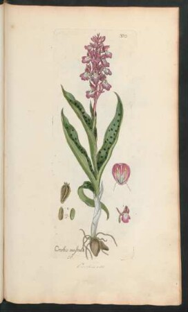 370. Orchis mascula