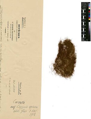 Convolvuaceae Cuscuta Epilinum Weihe, Carl Ernst August, 1779 – 1834 [Wadi Fara (Trockental)]