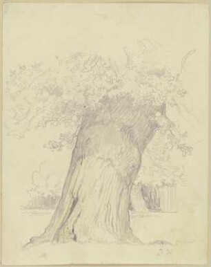 Baum