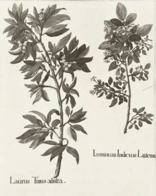 Plantae singulares horti electoralis Brandenburgici :Coloniesis: "Laurus Tinus adulta" Lorbeerschlinge - Viburnum tinus und "Indicum Lureum" Jasmin (China) - Jasminus humile