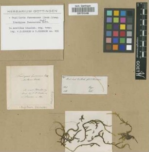 Trachypus fuscescens (Hook.) Mitt.