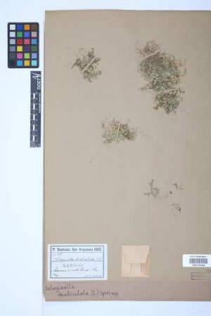 Selaginella denticulata