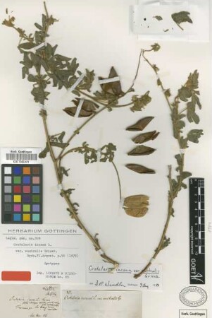 Crotalaria incana L. var. australis Griseb.[type]
