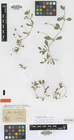 Lippia filiformis Schrad. [type]