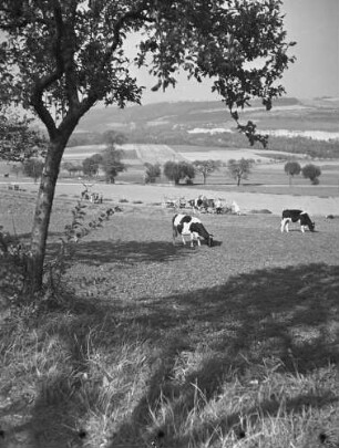 Cotta. Blick von Cotta auf das Gottleubatal bei Neuendorf