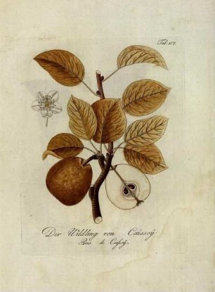 Tab. 117. Der Wildling von Caissoy [...]