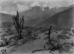 Trockenvegetation : Trockenvegetation bei Cotaña. Im Hintergrund der Illimani.