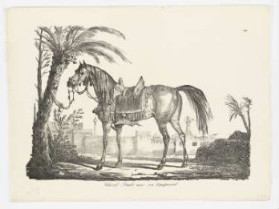 Cheval Arabe avec son Equipement, Blatt 3 der Folge "Große Folge von Pferden"