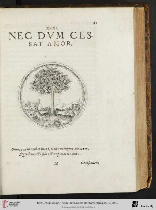 XXXI. Nec dvm cessat amor