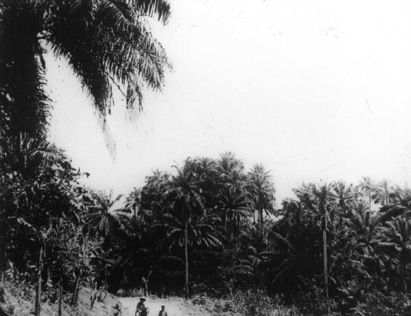 Oil palms