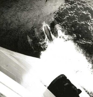 Indopazifische Große Tümmler (Tursiops aduncus). Spielender Schwarm vor dem Bug eines DDR-Frachters. Ägypten (ehemalige Vereinigte Arabische Republik)