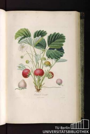 Pl. LVII. Fraisier Souchet.