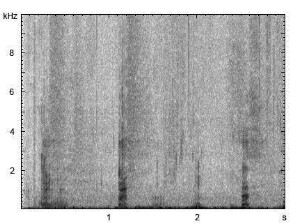 Hausschwein | Sus scrofa f. domestica - Ruf