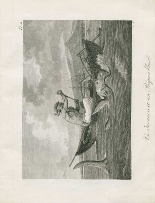 Un Javanois et un requin blessé