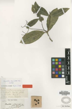 Psychotria sauvallei Urb. [isotype]