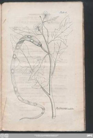 Raphanus caudatus.