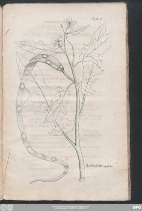Raphanus caudatus.