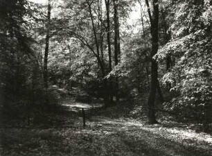 Niederung der Schwarzen Elster bei Falkenberg. NSG Schweinert (Schutzgebiet für Rest eines naturnahen Heidewaldes). Wald mit bronzezeitlichem Hügelgräberfeld der Lausitzer Kultur, um 1000 v. Chr.