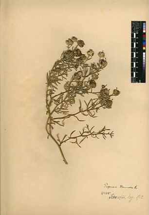 Zygophyllaceae Peganum Harmala Linné, Carl von (1707 - 1778)