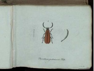 Pyrochroa pectinicornis Fabr. - Saperda suturalis Fabr.