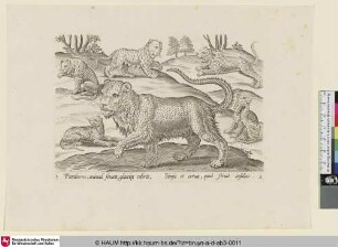 [Leopards; Leoparden]