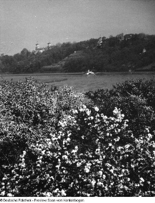 Elbe im Raum Dresden; Elbe Baumblüte Loschwitz