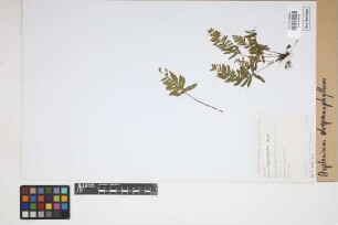 Asplenium drepanophyllum Kunze