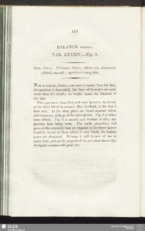 Balanus crassus. Tab. LXXXIV. - Fig. 2