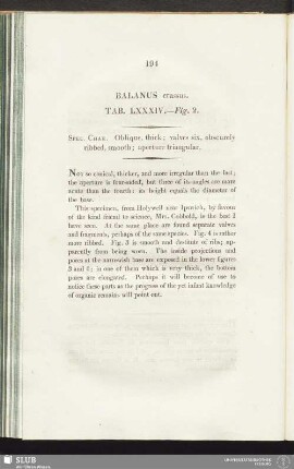 Balanus crassus. Tab. LXXXIV. - Fig. 2
