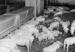 Schweinefütterung