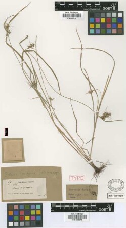 Scleria dictyocarpa C.Wright ex Griseb. [type]