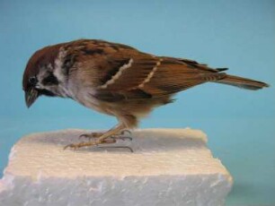 Feldsperling, Passer montanus