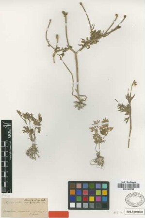 Ranunculus hierosolymitanus Boiss. [type]