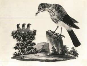 Vogel, seine Jungen fütternd