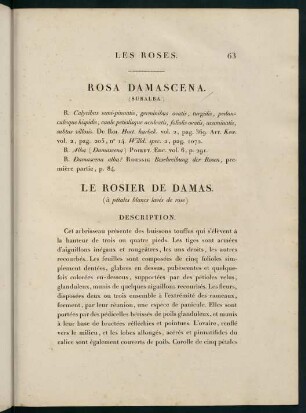 63-64, Rosa Damascena (Subalba.) Le Rosier de Damas (à pétales blancs lavés de rose.)