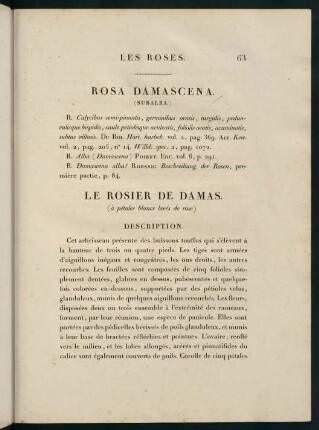 63-64, Rosa Damascena (Subalba.) Le Rosier de Damas (à pétales blancs lavés de rose.)