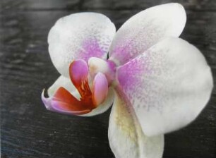 Orchidee Close-Up