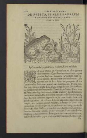 De rubeta, et aliis ranarum venenosarum speciebus. Caput XX.