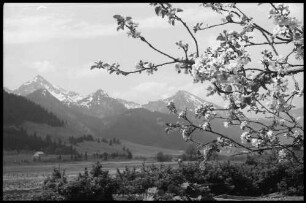 Grän: Blütenzweige vor Berglandschaft bei Grän