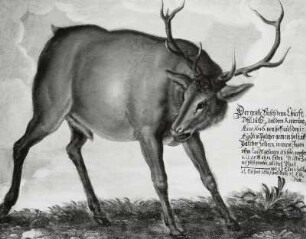 Der grösste Hirsch denn Churfl. Dhl. zu S. zeit dero Regierung Anno 1646...