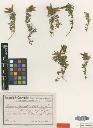 Lupinus czermakii Micheli [type]