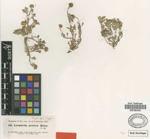 Lyonnetia persica Boiss. [type]