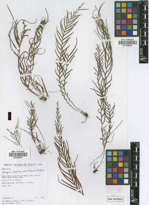 Lellingeria flagellipinnata M.Kessler & A.R.Sm. [paratype]
