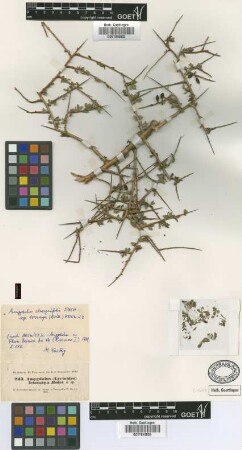 Amygdalus leiocarpa Boiss. [isotype]