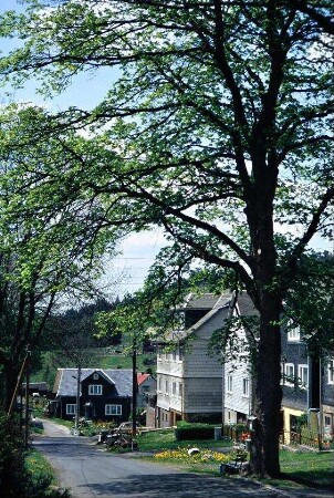 steiler Straßenzug mit Baum, Häuser