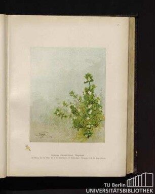 Euphrasia officinalis Linné. Augentrost.