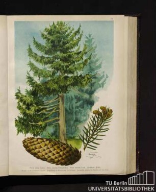 Pinus picea Linné. Abies excelsa Decandolles. Picea excelsa Link. Rottanne, Fichte.
