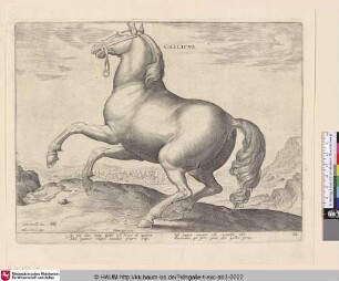 Gallicus