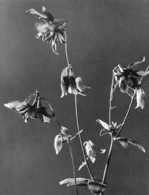 Gemeine Akelei (Aquilegia vulgaris), auch Wald-Akelei genannt, Pflanzen-Art aus der Familie der Hahnenfußgewächse (Ranunculaceae)