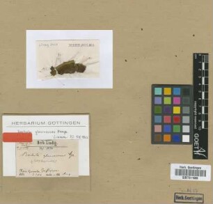 Barbula glaucescens Hampe [type]